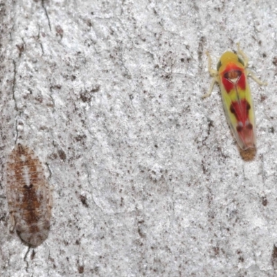 Kahaono wallacei (Leafhopper) at ANBG - 18 Jun 2021 by TimL