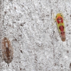 Kahaono wallacei (Leafhopper) at Downer, ACT - 18 Jun 2021 by TimL