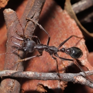 Myrmecia pyriformis at Acton, ACT - 18 Jun 2021 01:16 PM