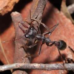 Myrmecia pyriformis at Acton, ACT - 18 Jun 2021 01:16 PM