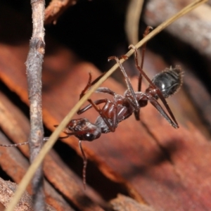 Myrmecia pyriformis at Acton, ACT - 18 Jun 2021 01:16 PM