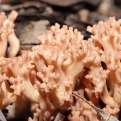 Ramaria sp. (genus) (A Coral fungus) at Downer, ACT - 18 Jun 2021 by TimL