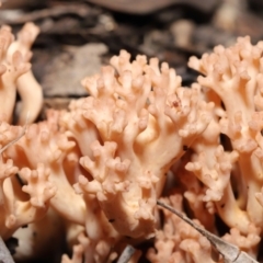 Ramaria sp. (A Coral fungus) at Downer, ACT - 18 Jun 2021 by TimL