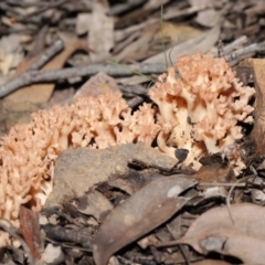 Ramaria sp. at Downer, ACT - 18 Jun 2021