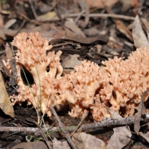 Ramaria sp. at Downer, ACT - 18 Jun 2021