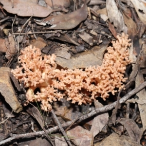 Ramaria sp. at Downer, ACT - 18 Jun 2021