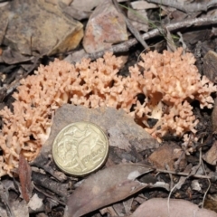 Ramaria sp. at Downer, ACT - 18 Jun 2021