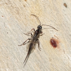 Monomachus antipodalis (A parasitic wasp) at Downer, ACT - 18 Jun 2021 by TimL