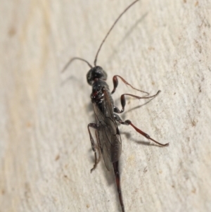 Monomachus antipodalis at Downer, ACT - 18 Jun 2021