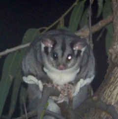 Petaurus norfolcensis (Squirrel Glider) at Bandiana, VIC - 11 Jun 2021 by WingsToWander