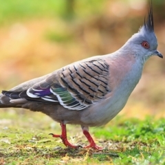 Ocyphaps lophotes (Crested Pigeon) at West Wodonga, VIC - 21 Jul 2019 by KylieWaldon