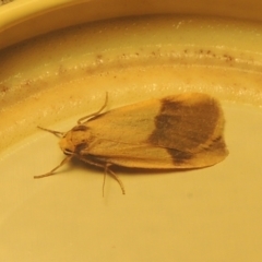 Threnosia heminephes (Halved Footman) at Conder, ACT - 26 Mar 2021 by MichaelBedingfield