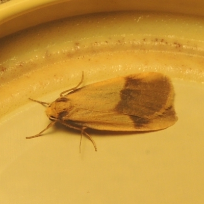 Threnosia heminephes (Halved Footman) at Conder, ACT - 26 Mar 2021 by MichaelBedingfield