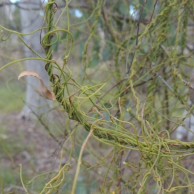 Cassytha pubescens (Devil's Twine) at Flea Bog Flat, Bruce - 11 Apr 2021 by michaelb