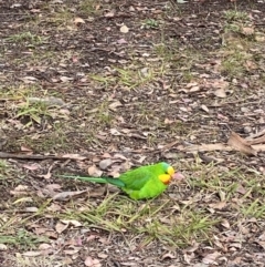 Polytelis swainsonii (Superb Parrot) at Capital Hill, ACT - 17 Jun 2021 by robynkirrily