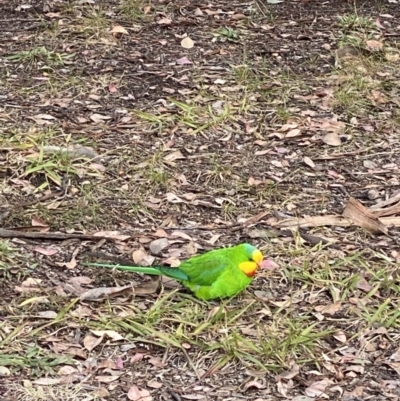 Polytelis swainsonii (Superb Parrot) at Capital Hill, ACT - 17 Jun 2021 by robynkirrily