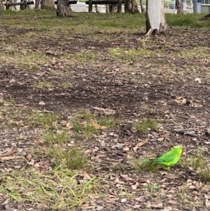 Polytelis swainsonii at Capital Hill, ACT - 17 Jun 2021