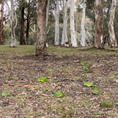 Polytelis swainsonii at Capital Hill, ACT - 17 Jun 2021