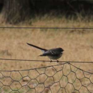 Rhipidura albiscapa at Murrumbateman, NSW - 18 Jun 2021 12:33 PM