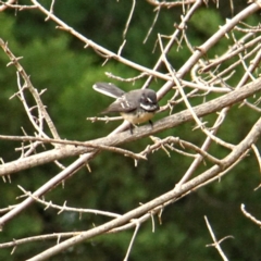 Rhipidura albiscapa at Murrumbateman, NSW - 18 Jun 2021