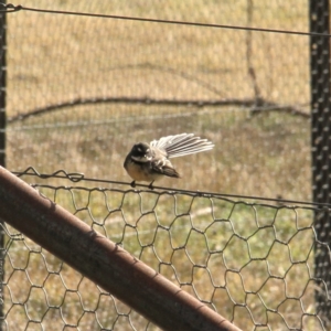 Rhipidura albiscapa at Murrumbateman, NSW - 18 Jun 2021