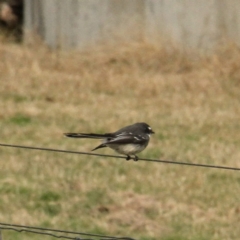 Rhipidura albiscapa at Murrumbateman, NSW - 18 Jun 2021