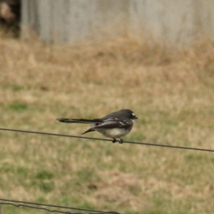 Rhipidura albiscapa at Murrumbateman, NSW - 18 Jun 2021 12:33 PM