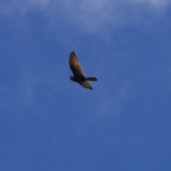 Falco berigora (Brown Falcon) at Murrumbateman, NSW - 18 Jun 2021 by davobj