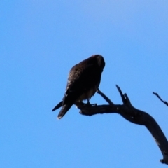 Falco longipennis (Australian Hobby) at Mulanggari Grasslands - 19 Jun 2021 by AndyRussell