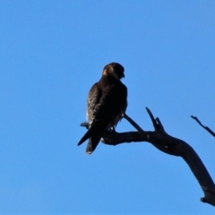 Falco longipennis at Gungahlin, ACT - 19 Jun 2021 12:12 PM