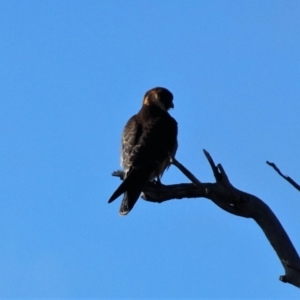 Falco longipennis at Gungahlin, ACT - 19 Jun 2021