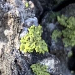 Lichen - foliose at Braddon, ACT - 15 Jun 2021 by JanetRussell