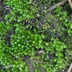 Bryaceae (Family) (A moss) at Braddon, ACT - 15 Jun 2021 by JanetRussell