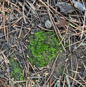 Bryaceae (family) at Braddon, ACT - 15 Jun 2021