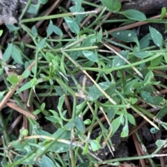 Einadia nutans subsp. nutans (Climbing Saltbush) at City Renewal Authority Area - 15 Jun 2021 by JanetRussell