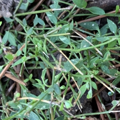 Einadia nutans subsp. nutans (Climbing Saltbush) at City Renewal Authority Area - 15 Jun 2021 by JanetRussell