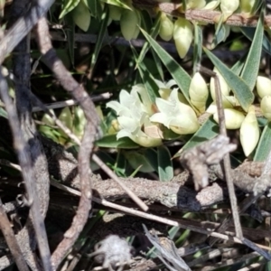 Melichrus urceolatus at Moonbah, NSW - 5 Jun 2021