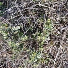 Melichrus urceolatus at Moonbah, NSW - 5 Jun 2021