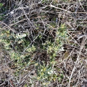 Melichrus urceolatus at Moonbah, NSW - 5 Jun 2021