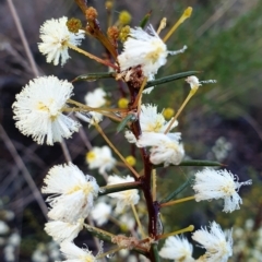 Acacia genistifolia (Early Wattle) at Mount Painter - 17 Jun 2021 by drakes