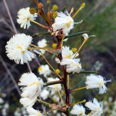 Acacia genistifolia (Early Wattle) at Cook, ACT - 18 Jun 2021 by drakes