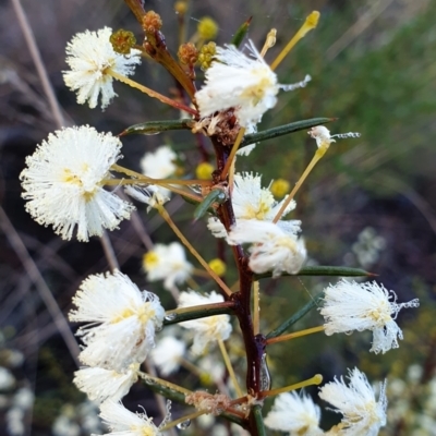 Acacia genistifolia (Early Wattle) at Mount Painter - 17 Jun 2021 by drakes