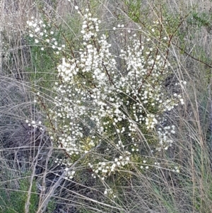 Acacia genistifolia at Cook, ACT - 18 Jun 2021 08:55 AM