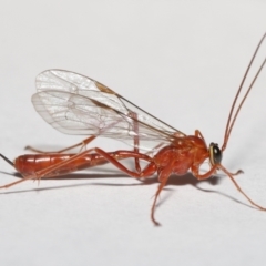 Netelia sp. (genus) (An Ichneumon wasp) at Evatt, ACT - 19 Jun 2021 by TimL