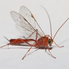 Netelia sp. (genus) at Evatt, ACT - 19 Jun 2021