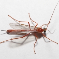 Netelia sp. (genus) at Evatt, ACT - 19 Jun 2021