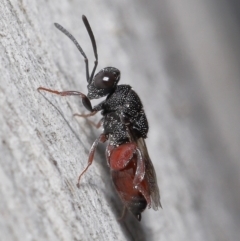 Chalcididae sp. (family) (Unidentified chalcid wasp) at Acton, ACT - 18 Jun 2021 by TimL