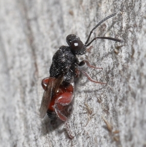 Chalcididae (family) at Acton, ACT - 18 Jun 2021