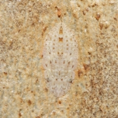 Ledromorpha planirostris (A leafhopper) at ANBG - 18 Jun 2021 by TimL