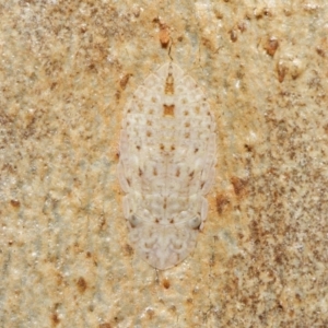 Ledromorpha planirostris at Downer, ACT - 18 Jun 2021